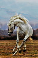 Anadolu Ereğli Doru Yarış Atı - 3