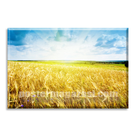 Buğday Tarlası 6