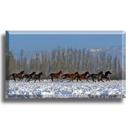 Anadolu Ereğli Yılkı Atları ve Kış